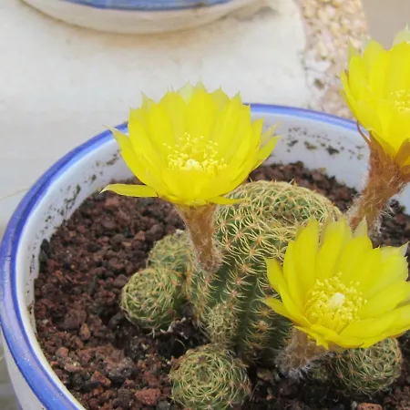 Semesterbostad Casa Macarena 07 Ciudad Quesada